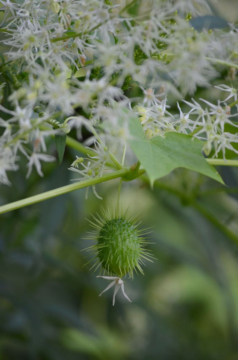 Wild Cucumber Grows Like A Summer Rocket Wild Cucumber Grows Like A Summer Rocket