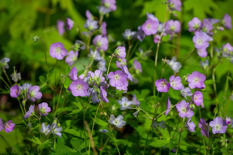 Wild Geranium Adds Soft Pink Purple Blooms To Woodland Borders Wild Geranium Adds Soft Pink Purple Blooms To Woodland Borders
