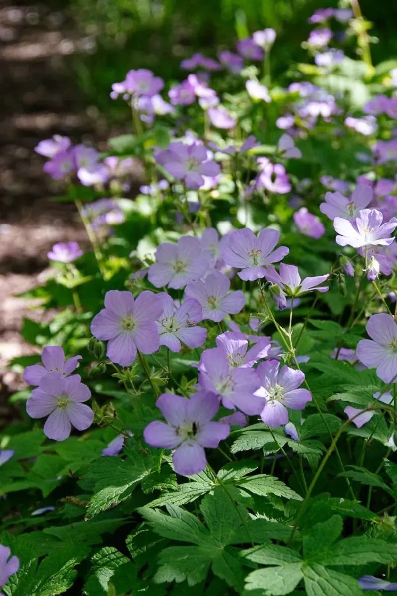 Wild Geranium Shines At The Woodland Edge Wild Geranium Shines At The Woodland Edge