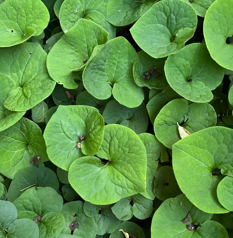 Wild Ginger Carpets Shade With Heart-Shaped Leaves