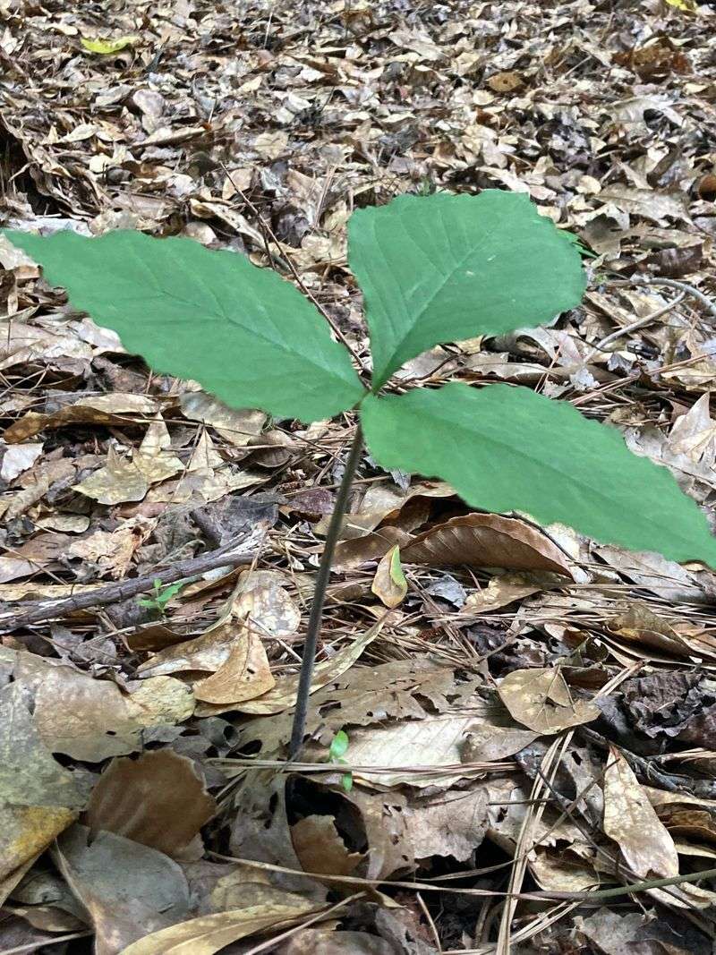 Wild Ginseng Within The Harvest Season Wild Ginseng Within The Harvest Season