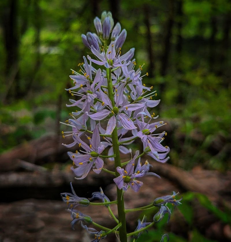 Wild Hyacinth, A Native Bulb For Moist Spots