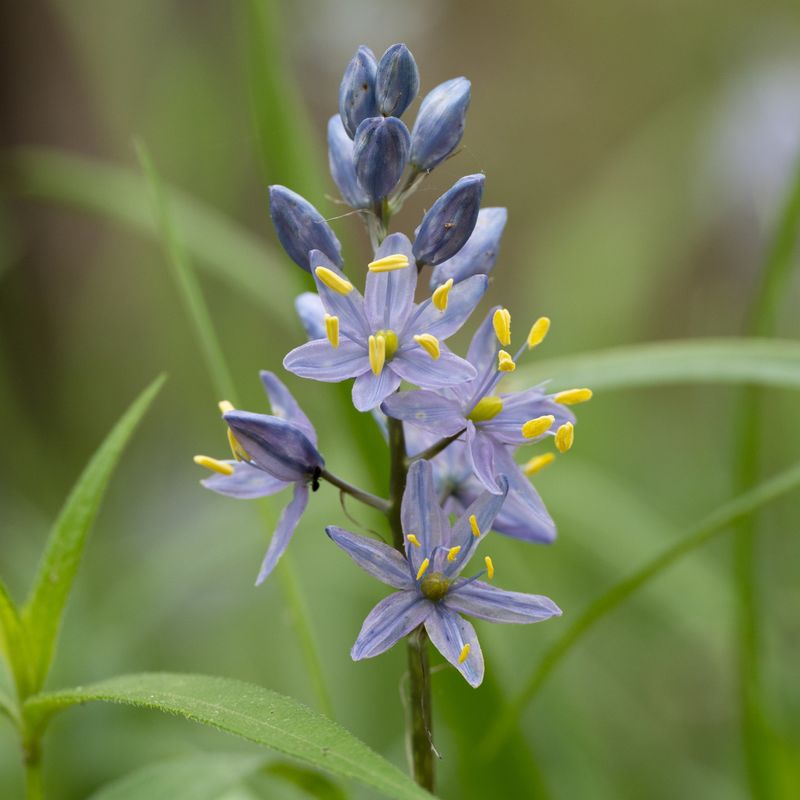 Wild Hyacinth Brings Rare Blue Color Wild Hyacinth Brings Rare Blue Color