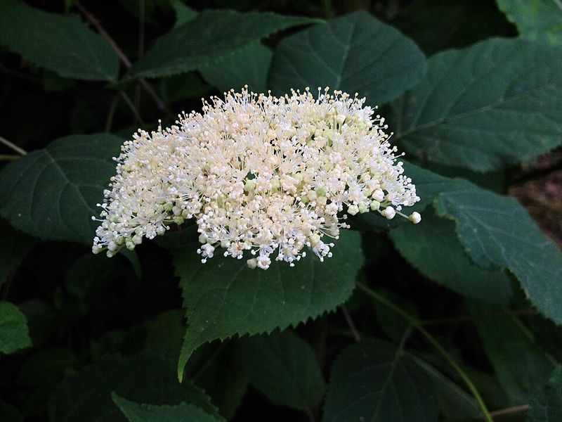 Wild Hydrangea Wild Hydrangea