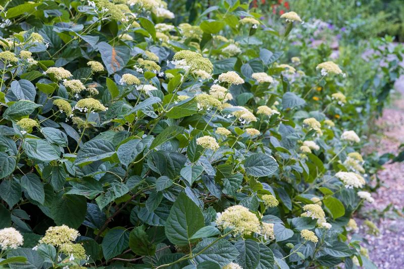 Wild Hydrangea Wild Hydrangea