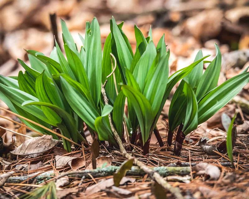 Wild Leeks Add Flavor To Shade Gardens Wild Leeks Add Flavor To Shade Gardens
