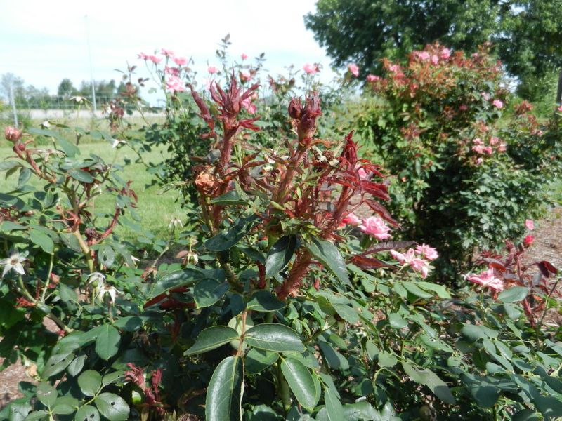 Wild Multiflora Rose Nearby Can Keep The Problem Coming Back