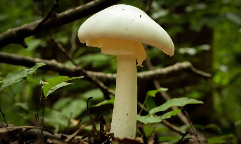 Wild Mushrooms Can Be Life-Threatening To Dogs Wild Mushrooms Can Be Life-Threatening To Dogs