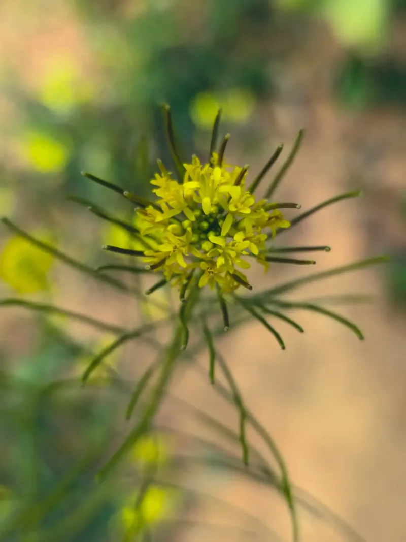 Wild Mustard Wild Mustard