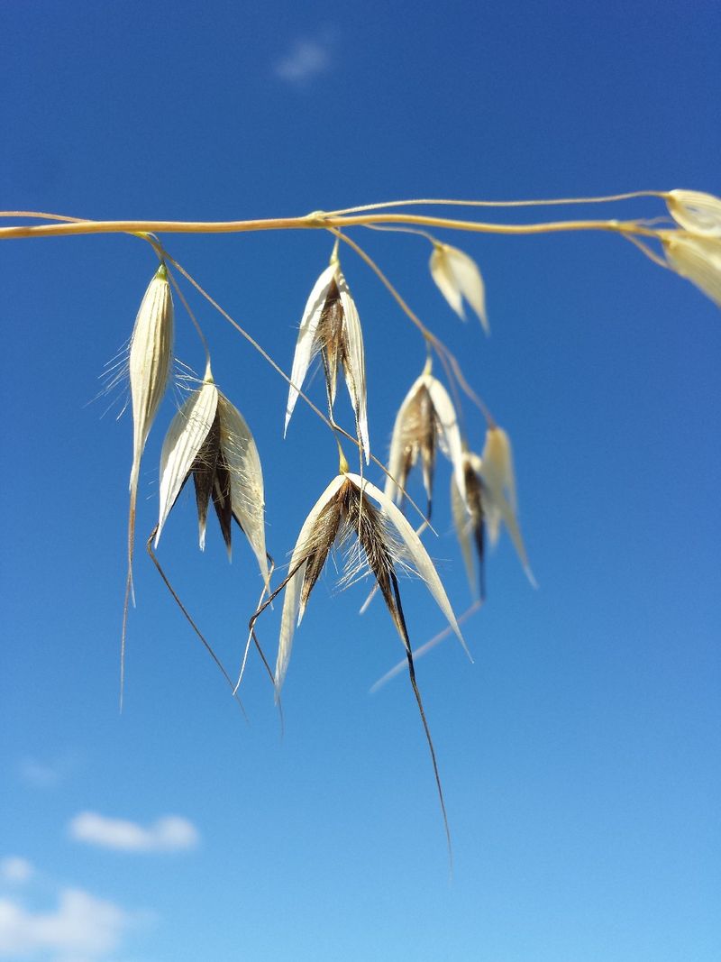 Wild Oats Wild Oats