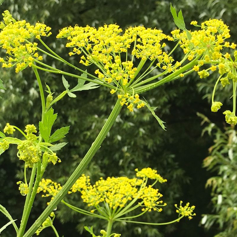 Wild Parsnip Rosettes Look Very Different From The Summer Plant Wild Parsnip Rosettes Look Very Different From The Summer Plant
