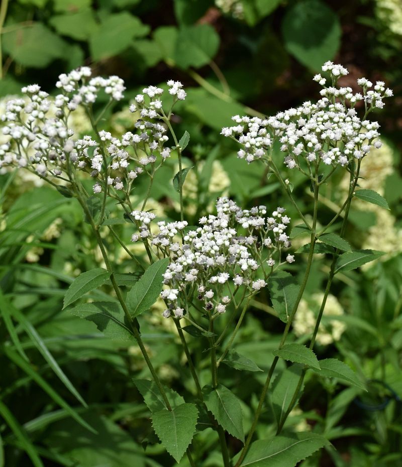 Wild Quinine's Button Flowers Attract A Crowd Of Small Pollinators And Wasps Wild Quinine's Button Flowers Attract A Crowd Of Small Pollinators And Wasps