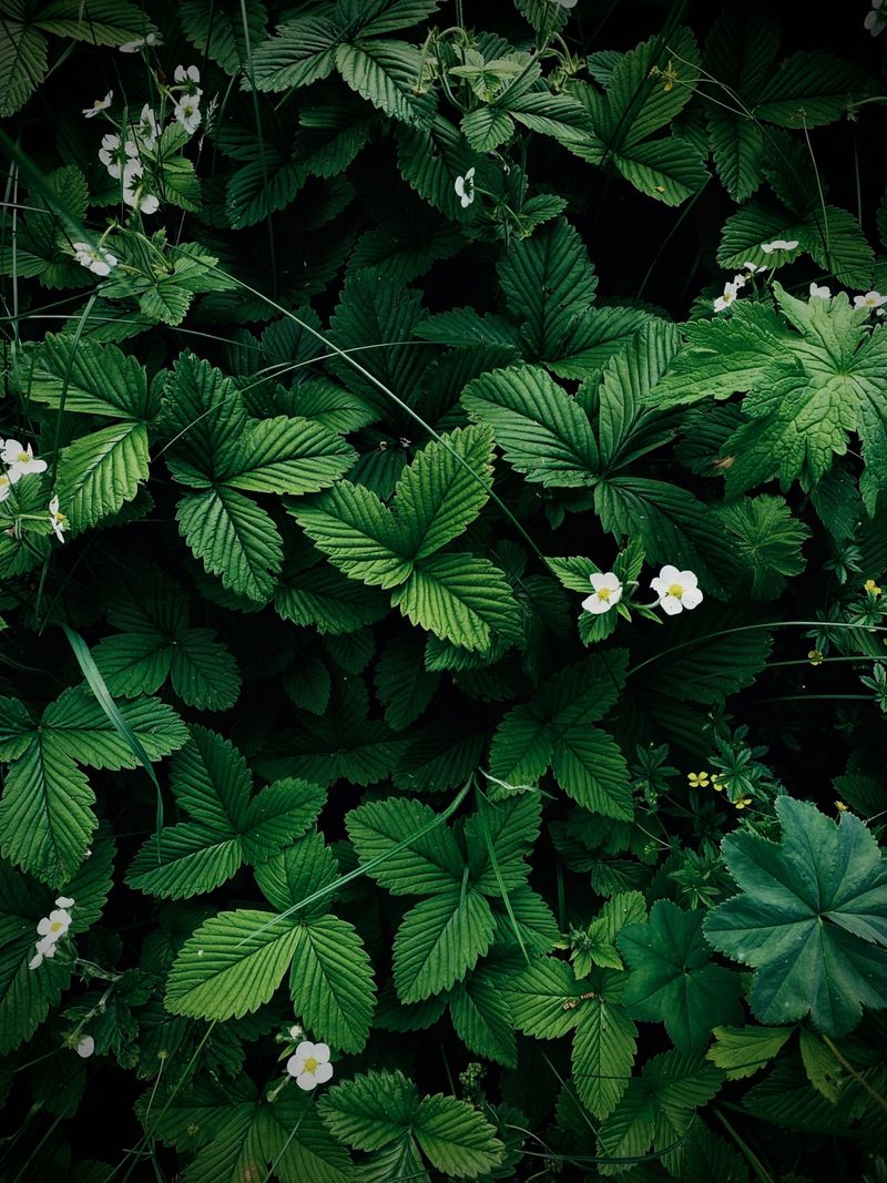 Wild Strawberry For Sunny Slopes Wild Strawberry For Sunny Slopes