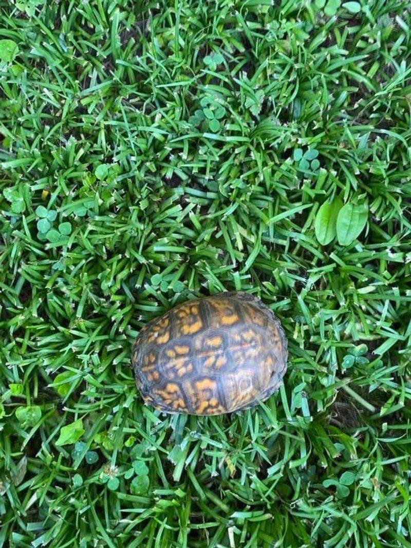 Wild Turtles Crossing The Yard Wild Turtles Crossing The Yard