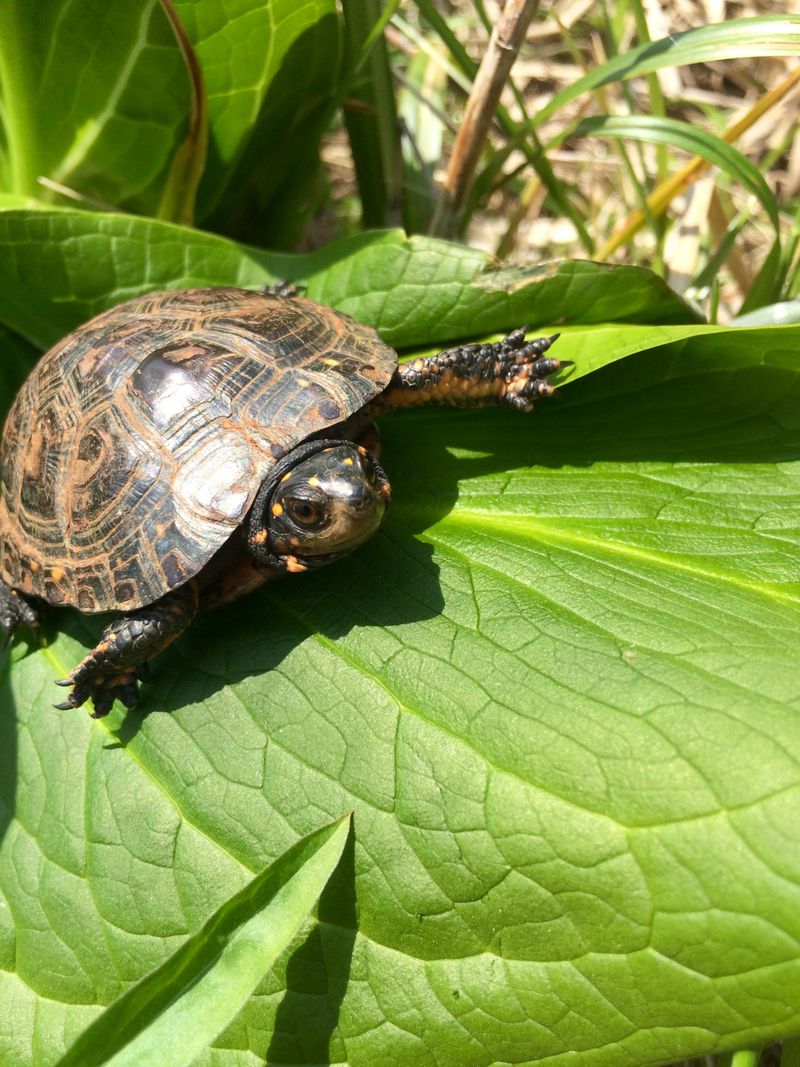 Wild Turtles You Can't Take Home