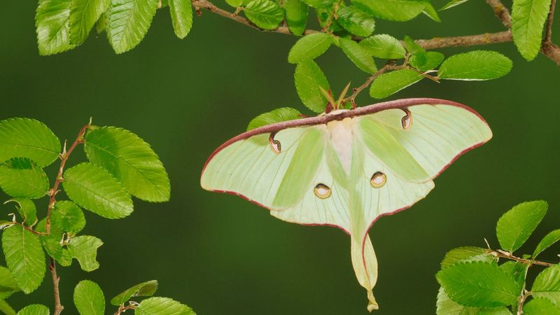 Wildlife Loves A Cedar Elm In Texas Backyards Wildlife Loves A Cedar Elm In Texas Backyards