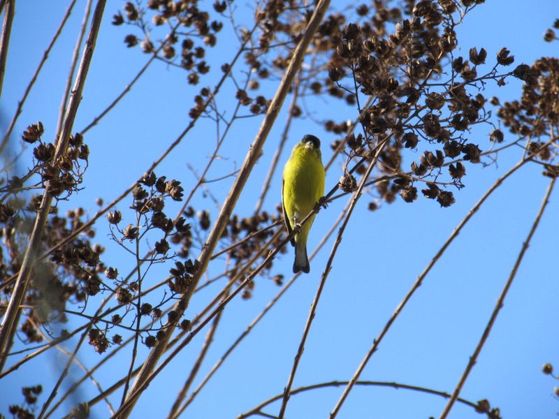 Wildlife Loves Those Seed Pods