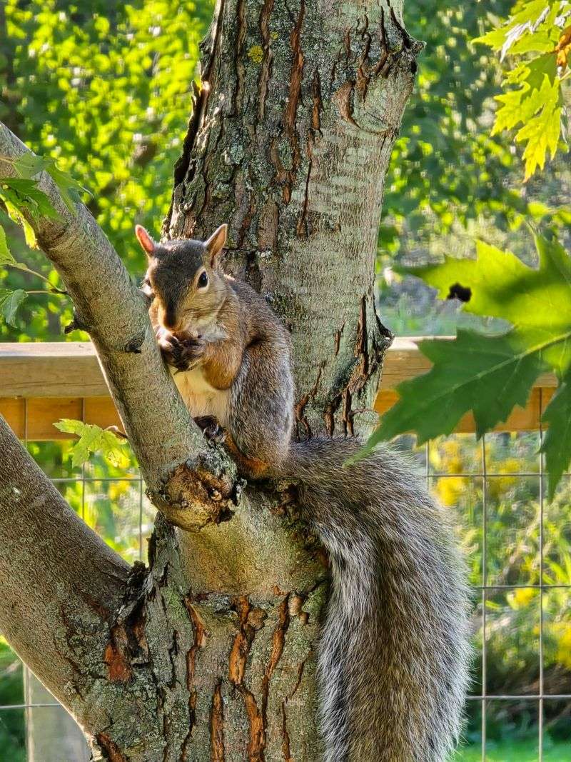 Wildlife Treat Your Yard Like a Diner