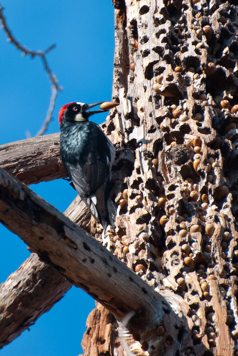 Wildlife Value Builds Over Decades