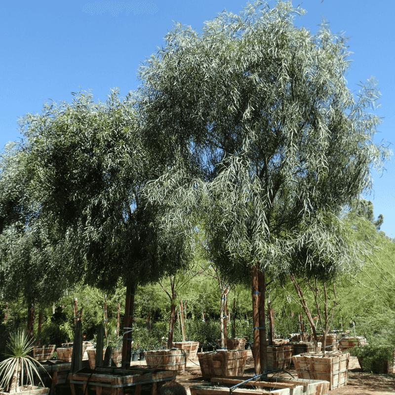 Willow Acacia