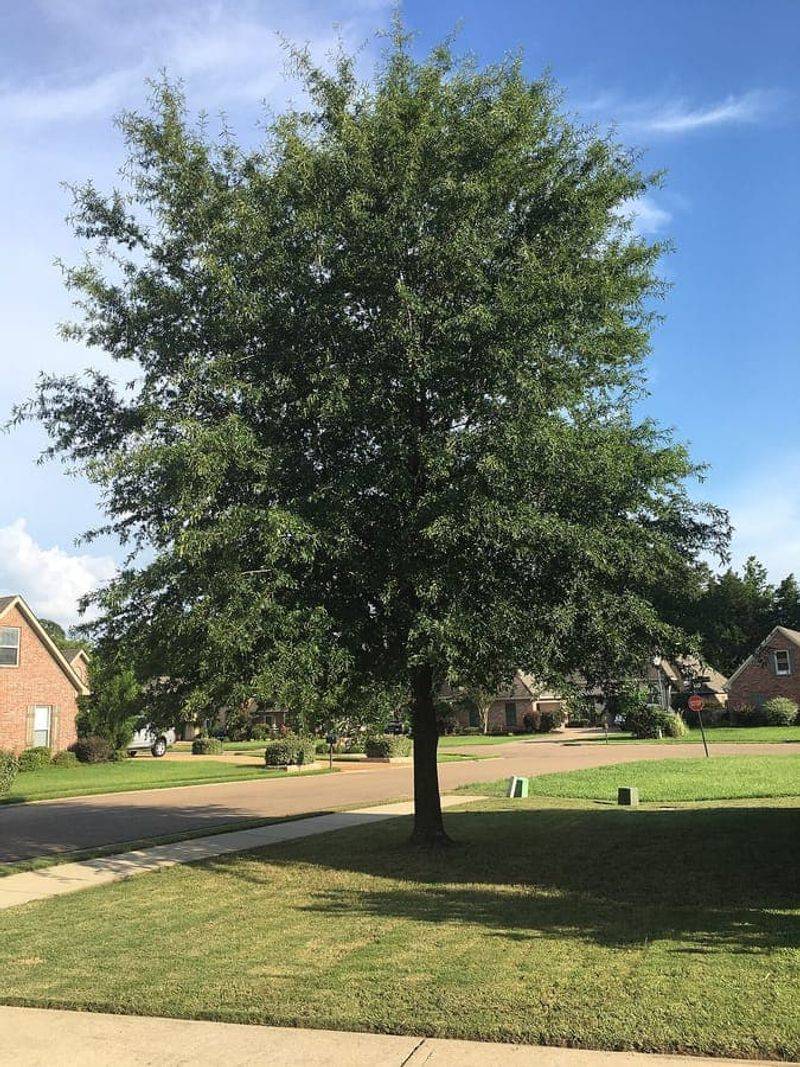 Willow Oak Grows Into A Fast, Dependable Shade Tree