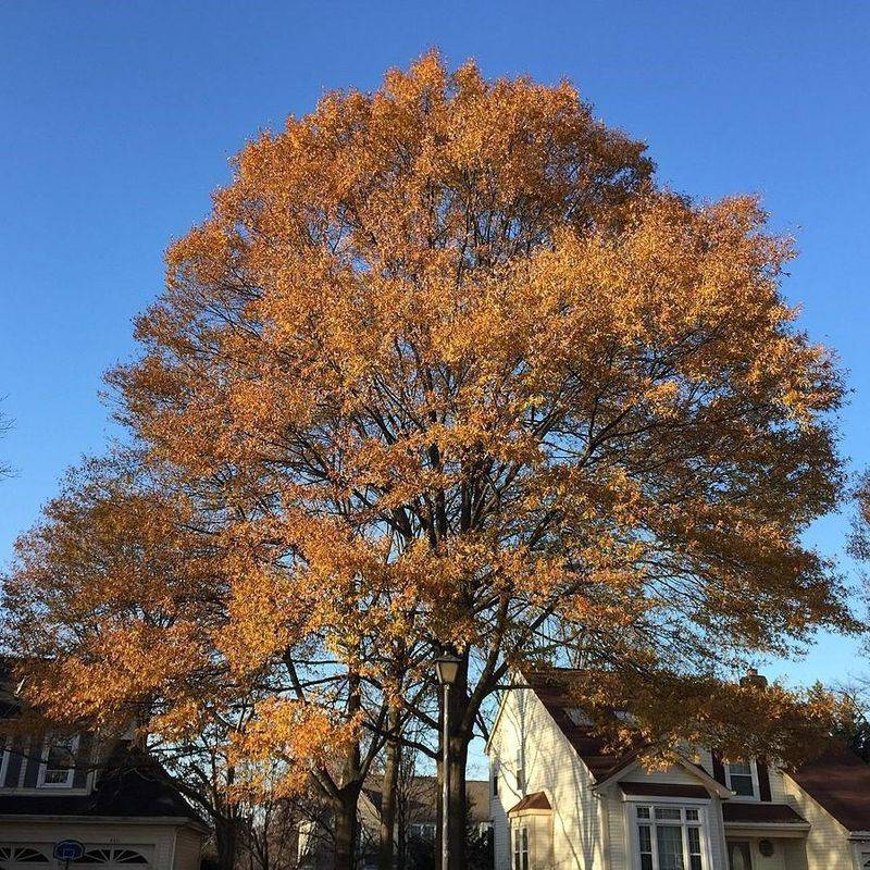 Willow Oak Willow Oak