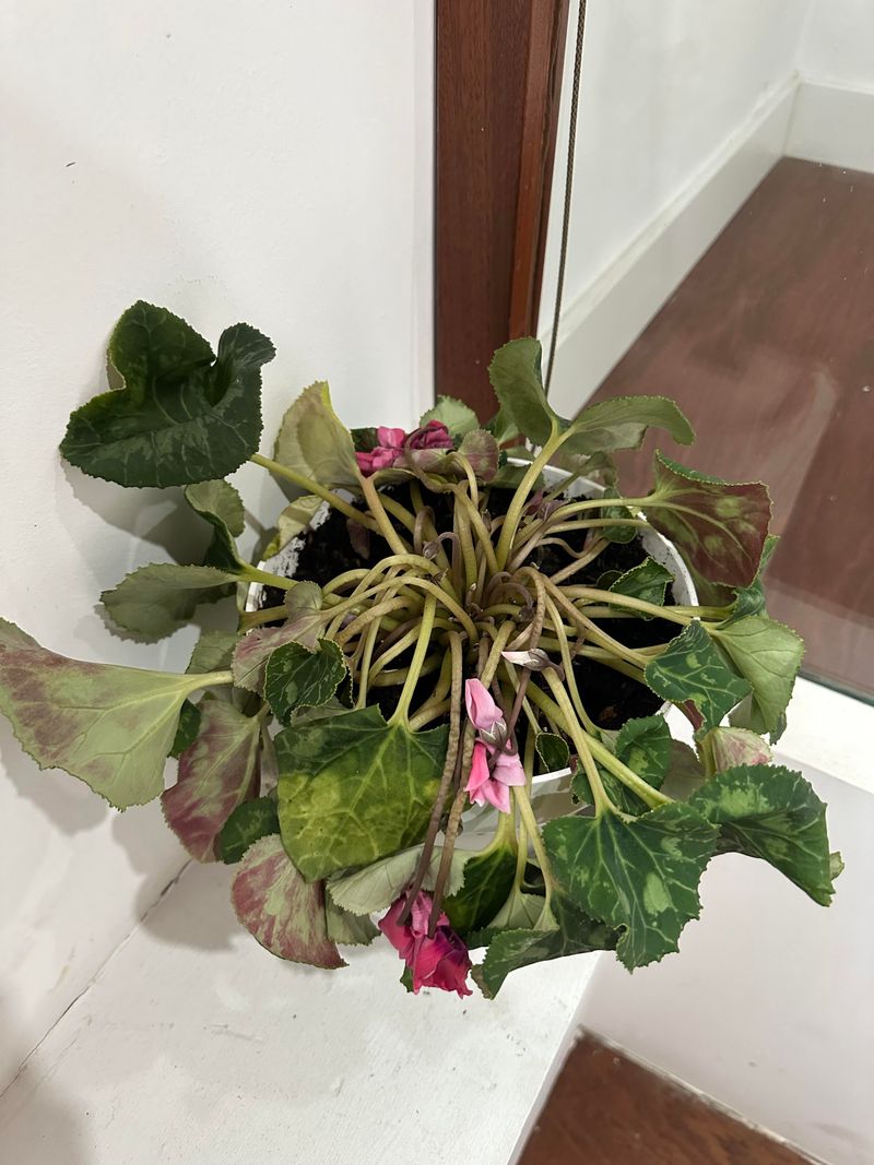 Wilting Does Not Always Mean Your Cyclamen Needs More Water Wilting Does Not Always Mean Your Cyclamen Needs More Water