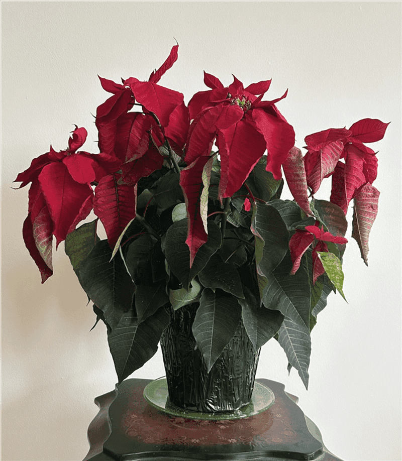 Wilting Doesn't Always Mean It Needs Water