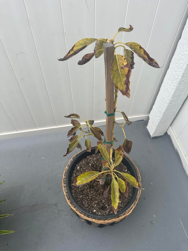 Wilting With Wet Soil Suggests Root Rot Wilting With Wet Soil Suggests Root Rot