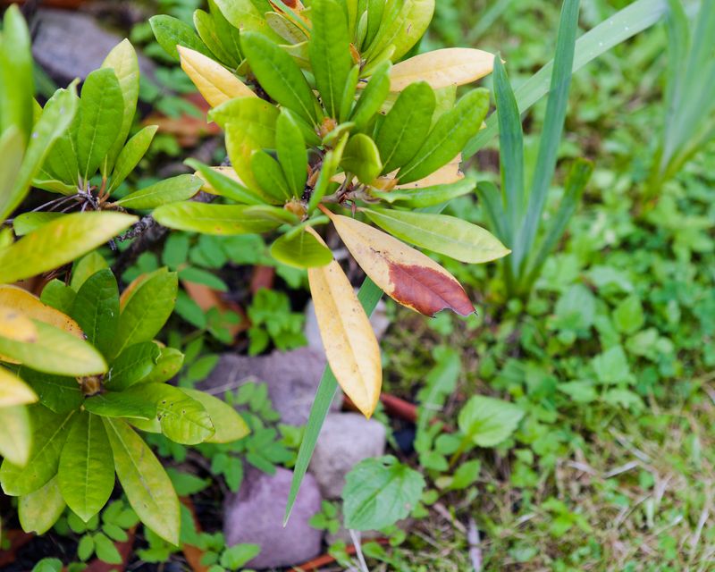Wilting, Yellowing Lower Leaves Signal Drought Stress Wilting, Yellowing Lower Leaves Signal Drought Stress