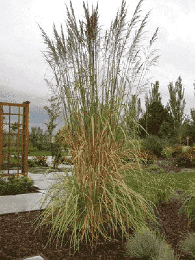 Wind Carries Seeds For Miles