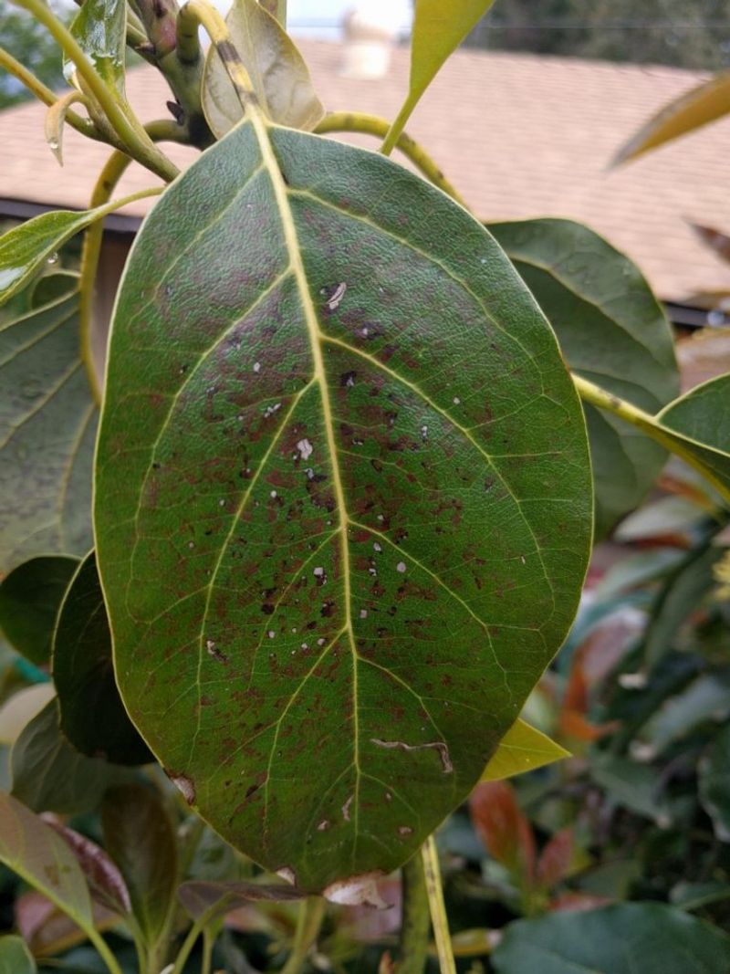 Why California Avocado Leaves Curl As Fall Nights Cool - Positivebloom