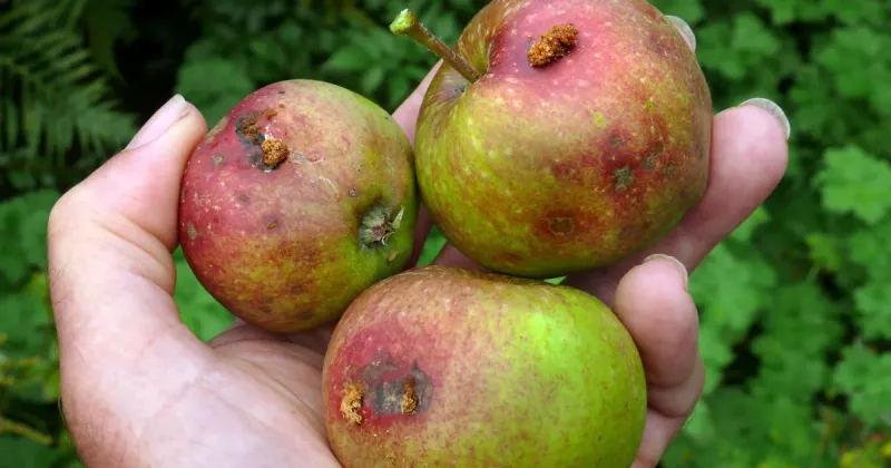 Windfalls Left Under The Branches Invite Next Year’s Pests