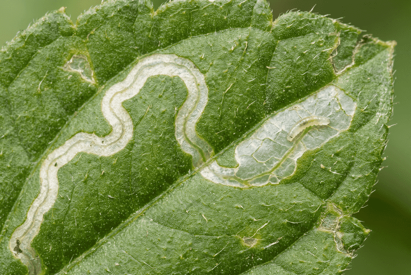 Winding Trails And Blotches Are Different Leafminers