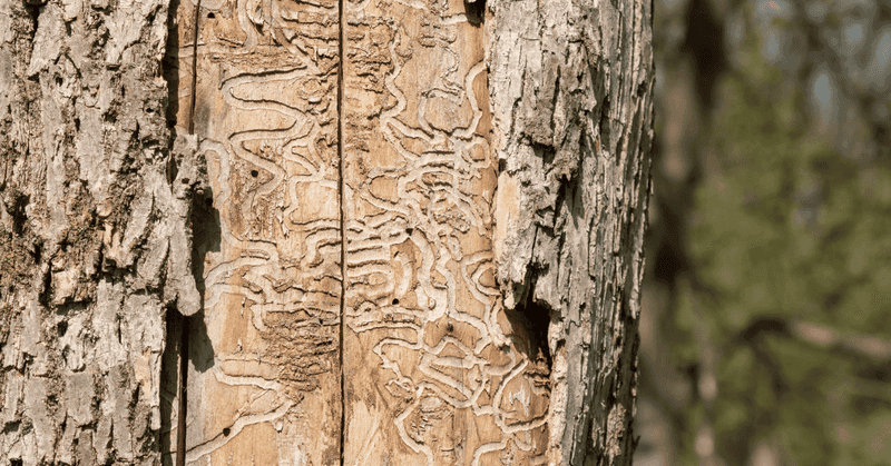 Winding Tunnels Beneath The Bark Cut Off The Tree's Nutrient Flow