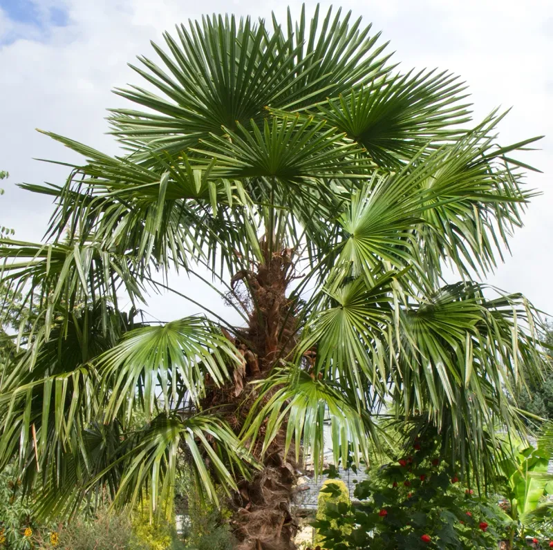 Windmill Palm