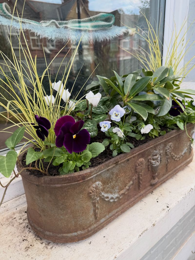 Window Boxes Of Pansies And Violas Can Carry Color Into Spring Window Boxes Of Pansies And Violas Can Carry Color Into Spring