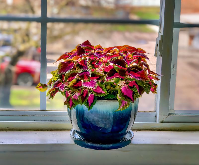 Windowsill Plants Brighten Gray Winter Days Windowsill Plants Brighten Gray Winter Days