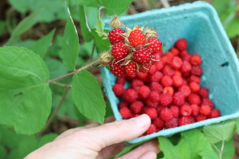 Wineberries Are Banned As Invasive Plants In New York