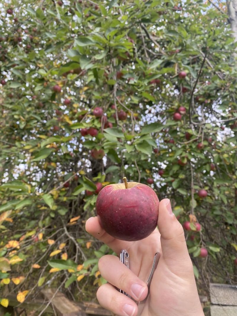 Winesap For Spicy, Wine-Like Juice Winesap For Spicy, Wine-Like Juice