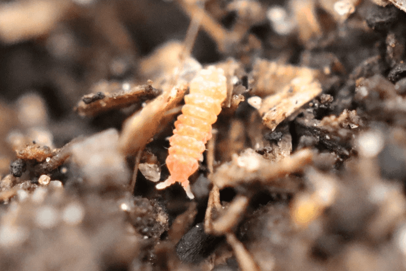 Winged Swarmers Near Wood Are A Different Story Winged Swarmers Near Wood Are A Different Story