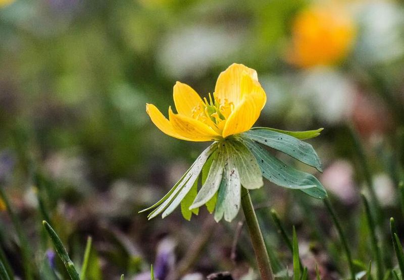 Winter Aconite Winter Aconite