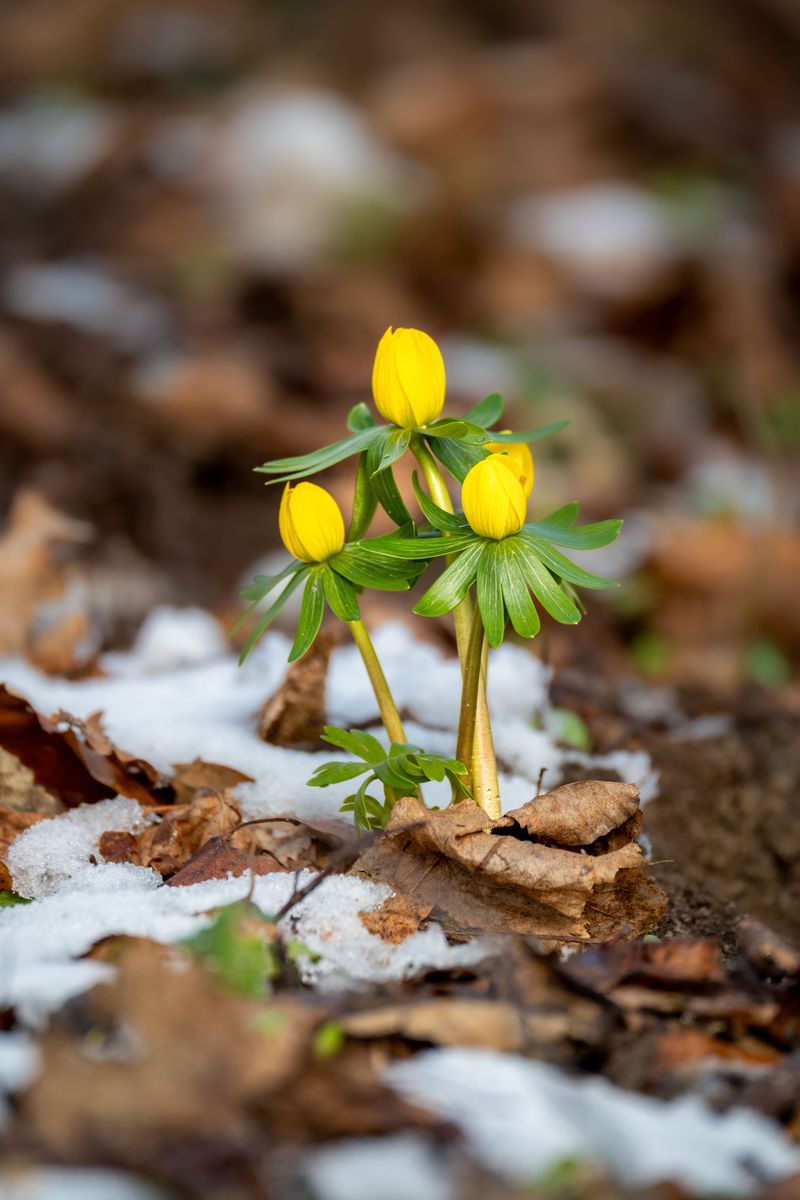 Winter Aconite For Bright Yellow Late-Winter Cups