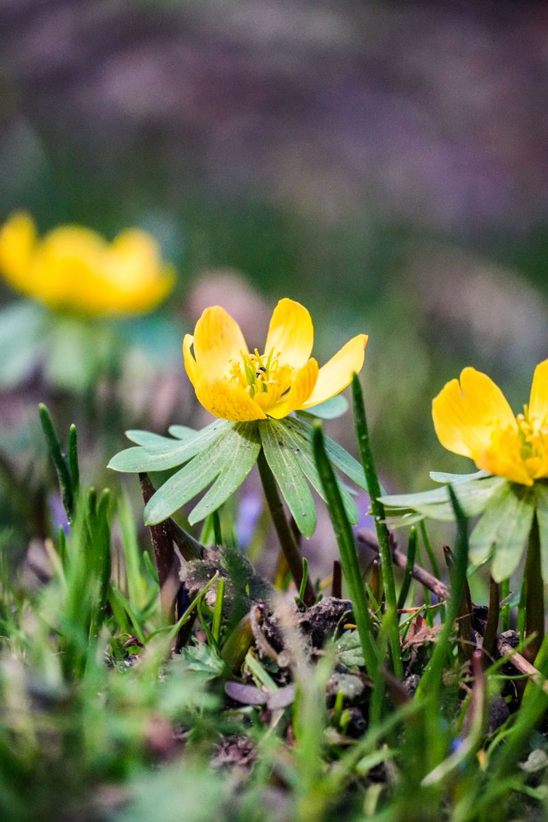 Winter Aconite Winter Aconite