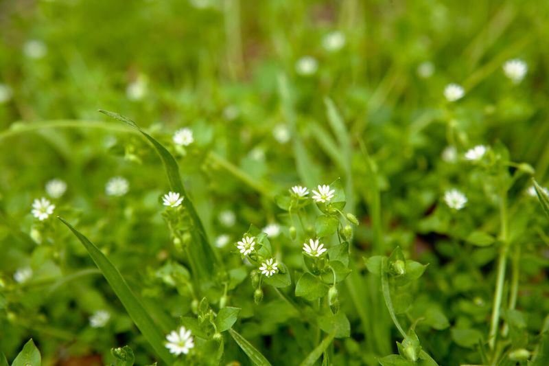 Winter Annuals Like Chickweed Move Into Thin, Weak Spots Winter Annuals Like Chickweed Move Into Thin, Weak Spots