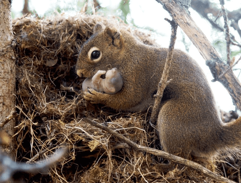 Winter Babies Can Arrive Before Spring
