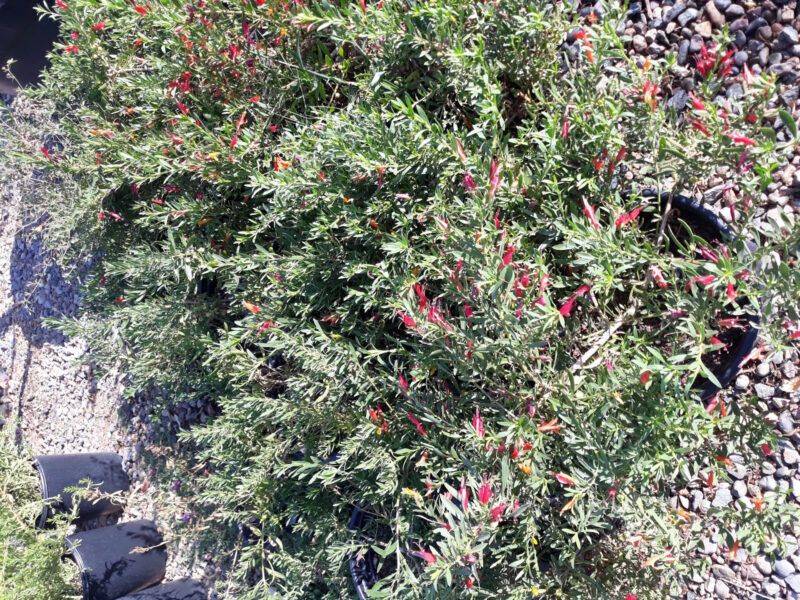 Winter Blaze Emu Bush (Eremophila glabra 'Winter Blaze')
