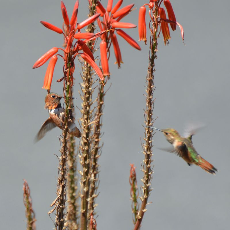 Winter-Blooming Aloe