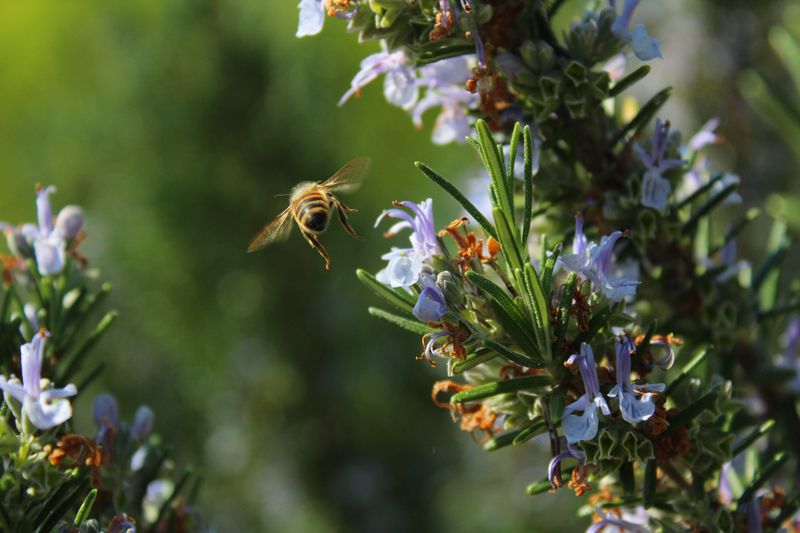 Winter Blooms That Feed Bees