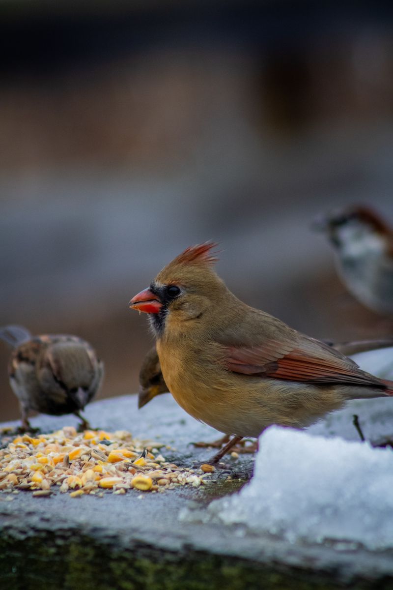 Winter Cardinal Flocks Loosen The Rules For A While Winter Cardinal Flocks Loosen The Rules For A While